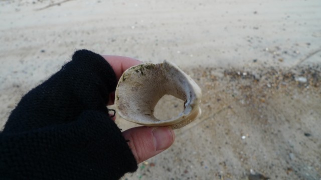 Horse bone fragment